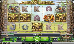 wild turkey